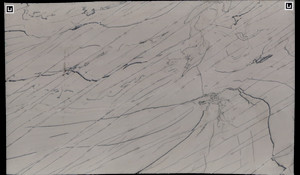 CALACATTA PREMIER Quartzite