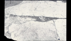 ARABESCATO CERVAIOLE Marble