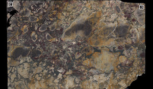 BRECHE DE VERSAILLES Marble