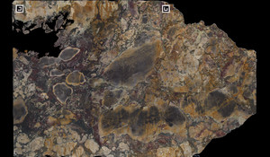 BRECHE DE VERSAILLES Marble