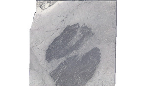 Arabescato Cervaiole Marble