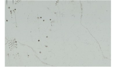 Calacatta Rusta Q Quartz