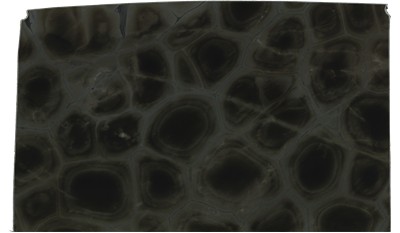 Tortuga Bay Quartzite