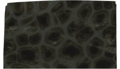 Tortuga Bay Quartzite