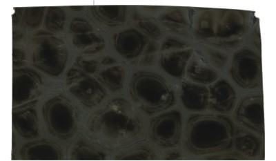 Tortuga Bay Quartzite