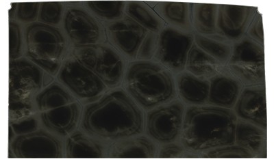 Tortuga Bay Quartzite