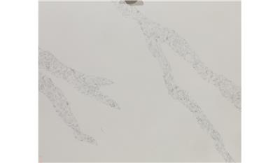 Calacatta Venice 2CM 63x127 Quartz