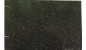 Steel Grey (P/L) Granite