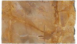Golden Wood Quartzite