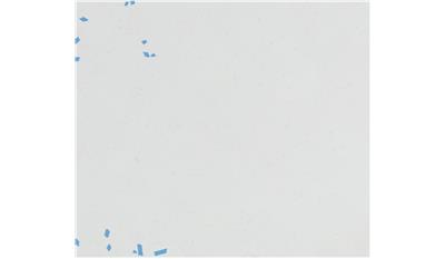 Carrara Breve Quartz