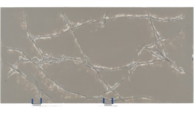 Ice White POL Quartz