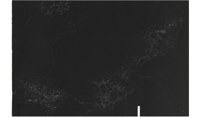Empira Black Quartz