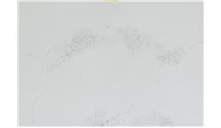 Empira White 5151 Caesarstone