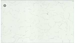 Venatino Pental Quartz