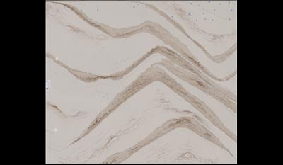 Brittanicca Gold Limited Edition Quartz