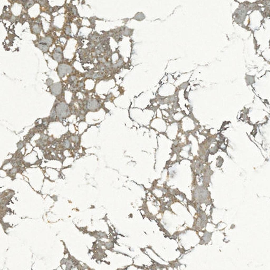 Artic Arabescato Quartz Slabs