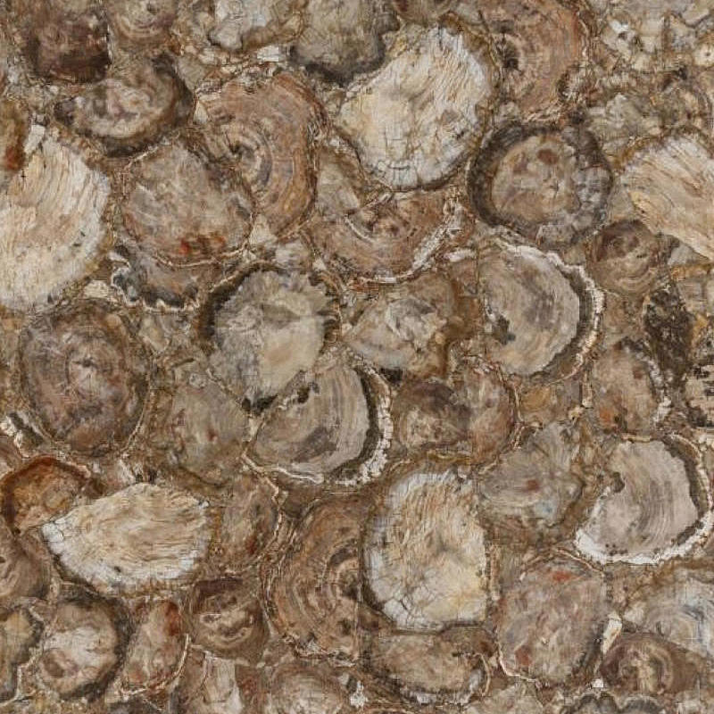 BROWN PETRIFIED WOOD Quartzite Slabs
