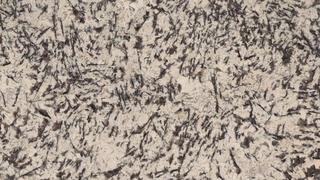 White Coast Leathered