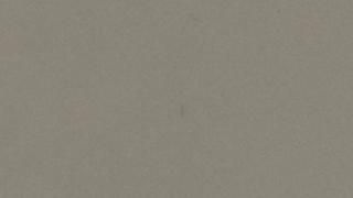 Dove Grey