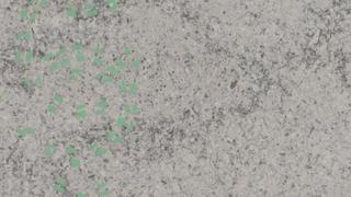 Himalayan Moon (6611)