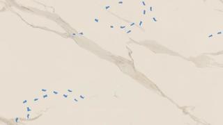 MN T and S - Calacatto Oro Polished