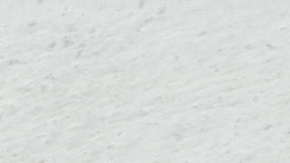 Elegant White