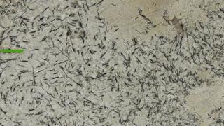 Delicatus Ice (Ice Blue)