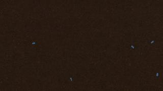 zDIS - Coffee Brown  | 1302-J