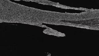 Python Black Leathered