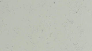 Q Quartz Carrara Grigio