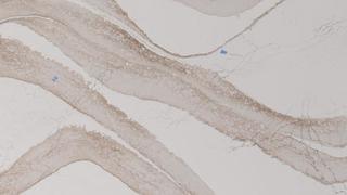 Brittanicca Gold Cool