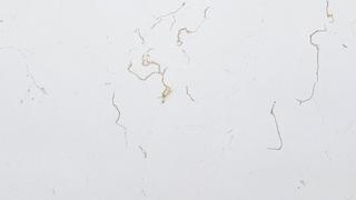 Carrara Classic Gold