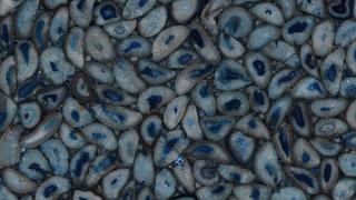 Agata Blue